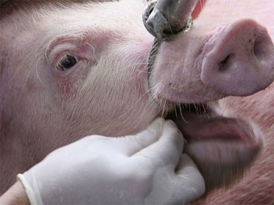 Τα γουρούνια θα σώσουν ανθρώπινες ζωές
