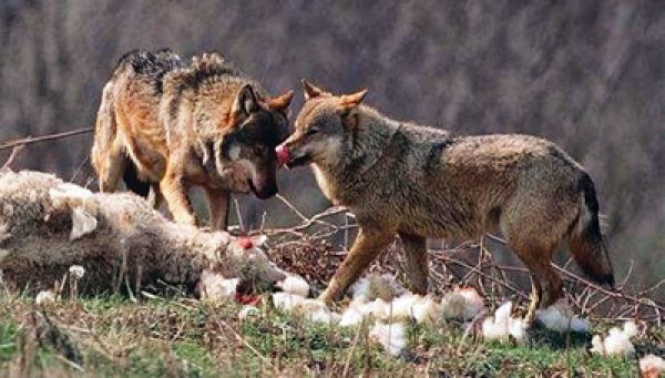 Ορεινή Τριχωνίδα: Επιθέσεις λύκων σε κοπάδια