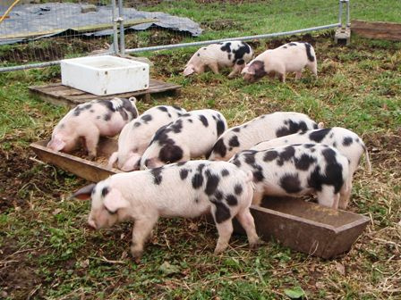 Δανία: Περισσότερα γουρούνια από ότι άνθρωποι