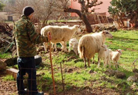 Εντός 7 ημερών δήλωση μεταβολών για κτηνοτρόφους
