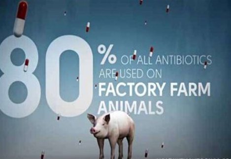 Ανάγκη μείωσης των αντιβιοτικών στα ζώα