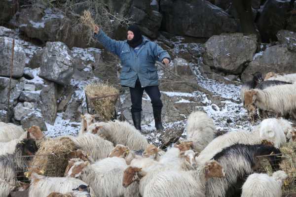 Μέτρα για αντιμετώπιση ψύλλων σε αιγοπρόβατα
