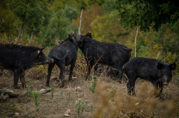 Αναβίωση αυτόχθονων φυλών-Ελληνικός μαύρος χοίρος