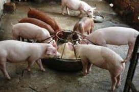 Γερμανία: Έρευνα για τις συνθετικές τροφές