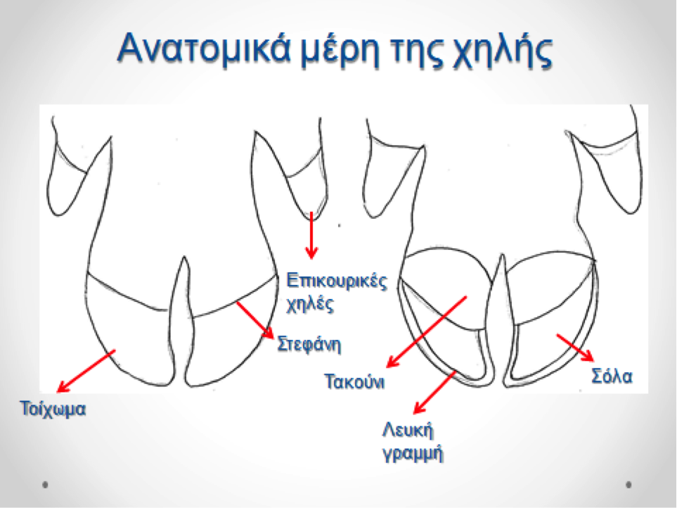 Έρευνα:Οι αλλοιώσεις των χηλών σε χοιρομητέρες
