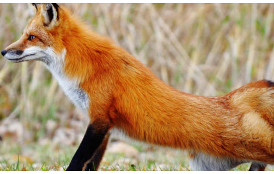 Ξεκινά ο εναέριος εμβολιασμός των κόκκινων αλεπούδων για προστασία από τη λύσσα