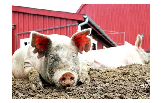 Γενετικά τροποποιημένα γουρούνια για μείωση του αποτυπώματος άνθρακα στο χοιρινό κρέας