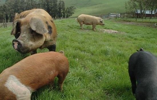 Το Πράσινο Χοιρινό Κρέας - Green Pork θα παρουσιαστεί στην 82η ΔΕΘ