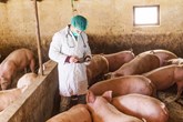 Πρόγραμμα επιτήρησης κλασικής πανώλης και φυσαλιδώδους νόσου των χοίρων