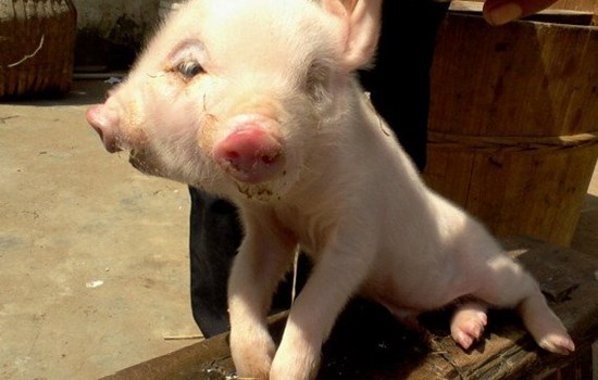 Δικέφαλο γουρούνι γεννήθηκε στην Κίνα