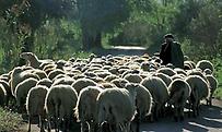 Διαμαρτυρίες κτηνοτρόφων για τις πληρωμές