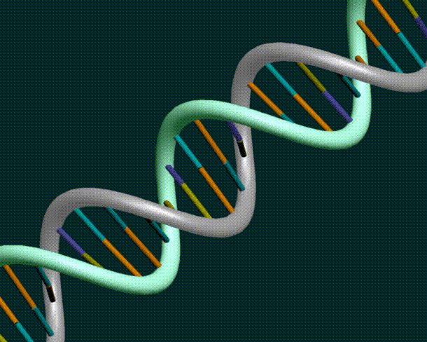 Το DNA στην υγεία των χοίρων