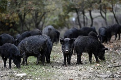 Υπογράφονται συμβάσεις διατήρησης αυτοχθόνων φυλών