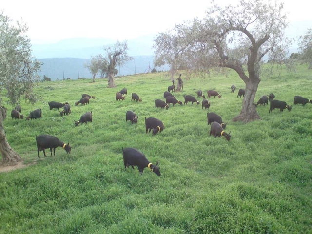 Στο έλεος του Θεού η κτηνοτροφία στα Δωδεκάνησα